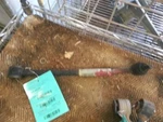 Passenger Lower Control Rear Locating Arms Fits 05-10 Scion Tc 75731. Fixed Price $40.50.